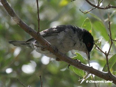 Sardinian Warbler / Sorthovedet sanger