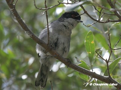 Sardinian Warbler / Sorthovedet sanger