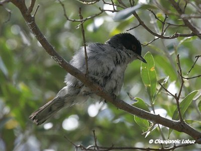 Sardinian Warbler / Sorthovedet sanger
