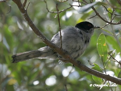 Sardinian Warbler / Sorthovedet sanger