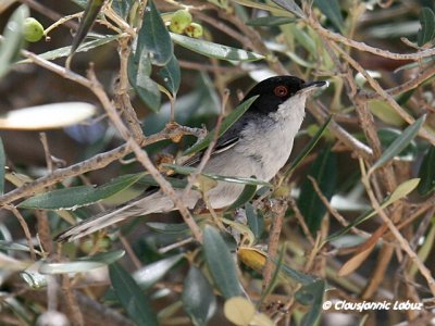 Sardinian Warbler / Sorthovedet sanger