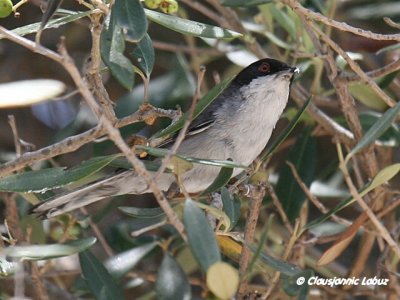 Sardinian Warbler / Sorthovedet sanger