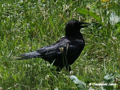 Carrion Crow / Sortkrage