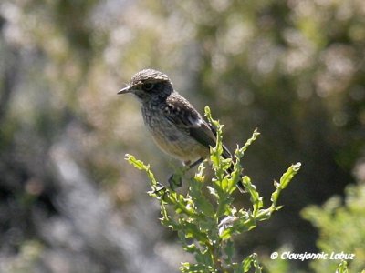 Stonechat / Sortstrubet bynkefugl
