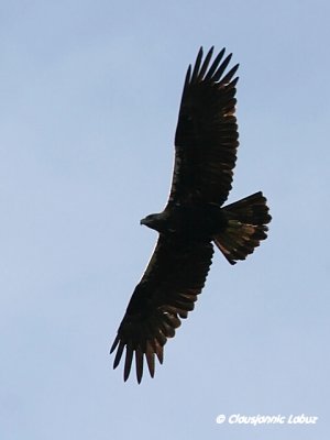 Spanish Imperial Eagle / Spansk Kejserørn - Monfraque