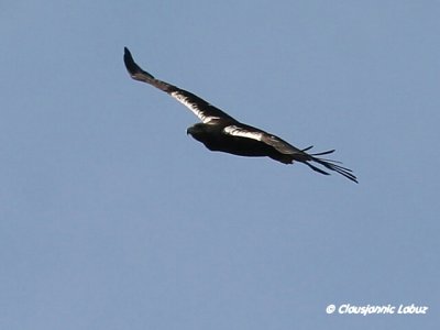 Spanish Imperial Eagle / Spansk Kejserørn - Monfraque