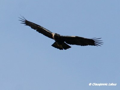 Spanish Imperial Eagle / Spansk Kejserørn - Monfraque