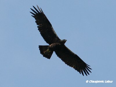 Spanish Imperial Eagle / Spansk Kejserørn - Monfraque