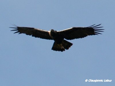 Spanish Imperial Eagle / Spansk Kejserørn - Monfraque