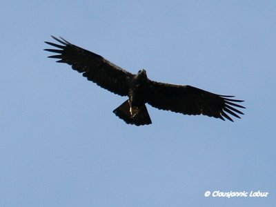 Spanish Imperial Eagle / Spansk Kejserørn - Monfraque