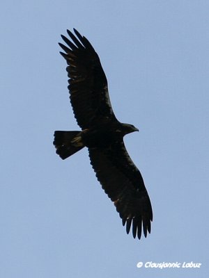 Spanish Imperial Eagle / Spansk Kejserørn - Monfraque