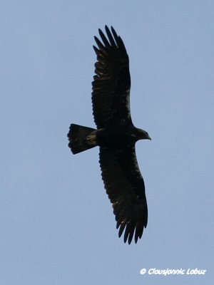 Spanish Imperial Eagle / Spansk Kejserørn - Monfraque