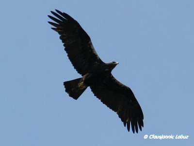 Spanish Imperial Eagle / Spansk Kejserørn - Monfraque