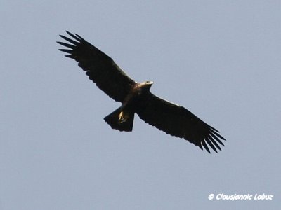 Spanish Imperial Eagle / Spansk Kejserørn - Monfraque