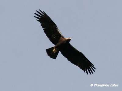 Spanish Imperial Eagle / Spansk Kejserørn - Monfraque