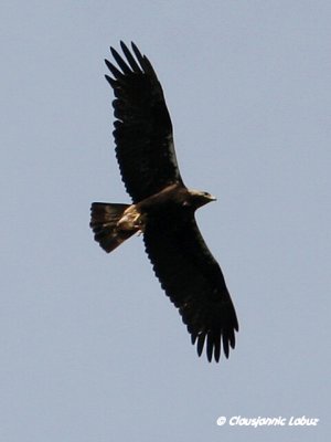 Spanish Imperial Eagle / Spansk Kejserørn - Monfraque