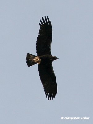 Spanish Imperial Eagle / Spansk Kejserørn - Monfraque
