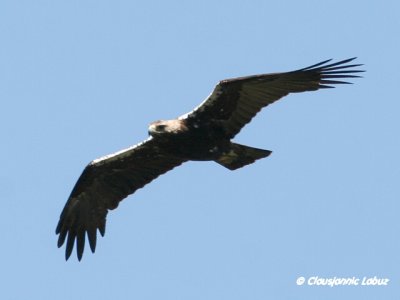 Spanish Imperial Eagle / Spansk Kejserørn - Monfraque