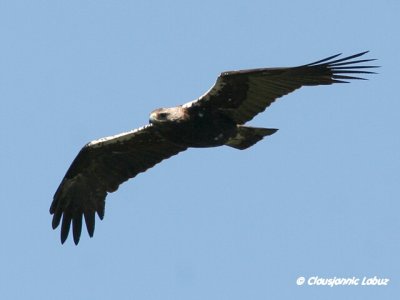 Spanish Imperial Eagle / Spansk Kejserørn - Monfraque