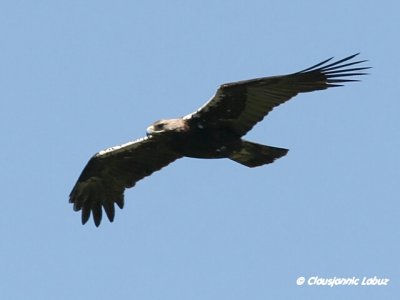 Spanish Imperial Eagle / Spansk Kejserørn - Monfraque