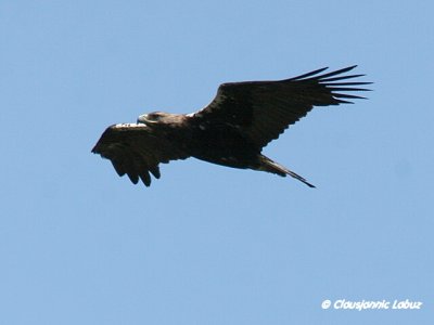 Spanish Imperial Eagle / Spansk Kejserørn - Monfraque