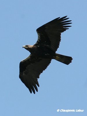Spanish Imperial Eagle / Spansk Kejserørn - Monfraque