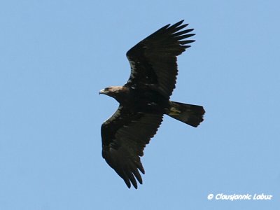 Spanish Imperial Eagle / Spansk Kejserørn - Monfraque