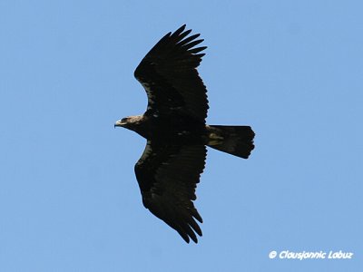 Spanish Imperial Eagle / Spansk Kejserørn - Monfraque