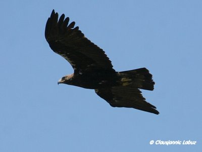 Spanish Imperial Eagle / Spansk Kejserørn - Monfraque