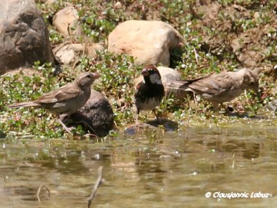 Spanish Sparrow / Spansk Spurv