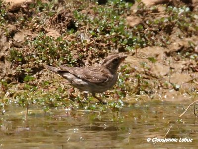 Spanish Sparrow / Spansk Spurv