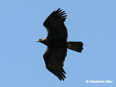 Spanish Imperial Eagle / Spansk Kejserørn - Monfraque