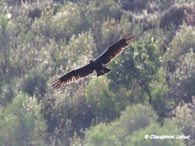Spanish Imperial Eagle / Spansk Kejserørn - Monfraque