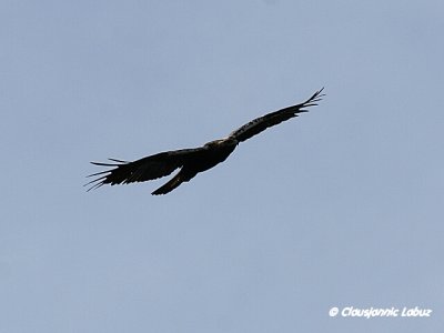 Spanish Imperial Eagle / Spansk Kejserørn - Monfraque