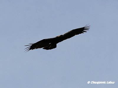 Spanish Imperial Eagle / Spansk Kejserørn - Monfraque