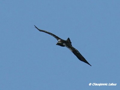 Spanish Imperial Eagle / Spansk Kejserørn - Monfraque