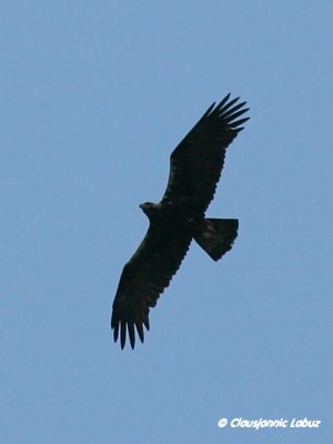 Spanish Imperial Eagle / Spansk Kejserørn - Monfraque