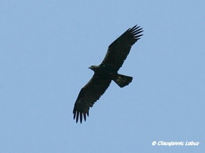 Spanish Imperial Eagle / Spansk Kejserørn - Monfraque