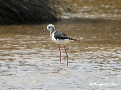 Blackwinged Stilt / Stylteløber