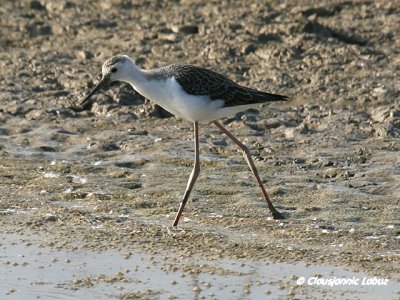 Blackwinged Stilt / Stylteløber