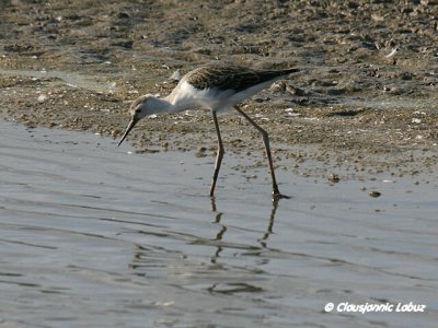 Blackwinged Stilt / Stylteløber