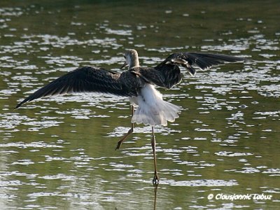 Blackwinged Stilt / Stylteløber