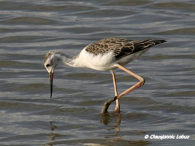 Blackwinged Stilt / Stylteløber