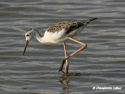 Blackwinged Stilt / Stylteløber