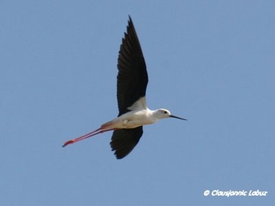 Blackwinged Stilt / Stylteløber