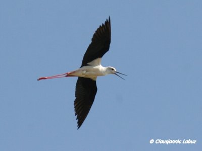 Blackwinged Stilt / Stylteløber