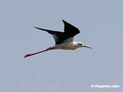 Blackwinged Stilt / Stylteløber