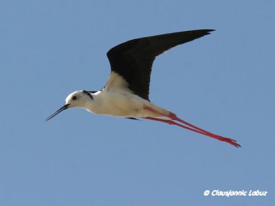 Blackwinged Stilt / Stylteløber