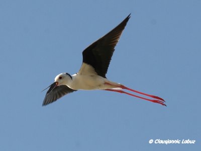 Blackwinged Stilt / Stylteløber