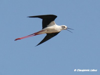 Blackwinged Stilt / Stylteløber